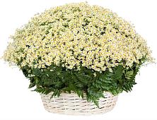 Цветочная композиция из Ромашки в корзине #REPLACE_PRED# Николаевской Республики Чечня